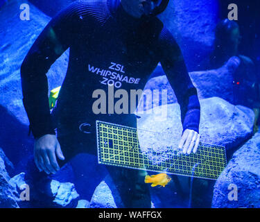 ZSL zoo de Whipsnade, Bedfordshire, Royaume-Uni, le 20 août 2019. Keeper Alex tente de mesurer les premiers poissons dans l'aquarium du zoo de nouvelle marque. Chaque année, les détenteurs sur ZSL zoo de Whipsnade coax des milliers d'animaux de monter sur la balance pour pesée annuelle et d'enregistrer leurs statistiques de l'état comme un moyen de contrôle de la santé et le bien-être des 3 500 animaux au zoo plus important du Royaume-Uni. Credit : Imageplotter/Alamy Live News Banque D'Images