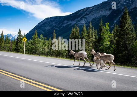 Bighorn (Ovis canadensis) à côté de la route, dans les Rocheuses canadiennes, le parc national Banff, Alberta, Canada Banque D'Images