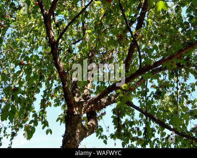 Cherry Tree en cornaline avec fruits, Cornus mas Banque D'Images