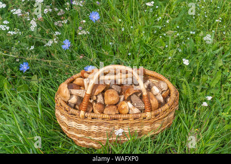 Panier de champignons dans une clairière de la forêt de près. Gros champignons comestibles dans un panier en bois. Banque D'Images