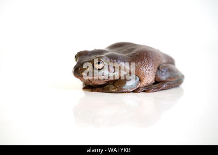 Grenouille Litoria australienne brun sur fond blanc avec la réflexion Banque D'Images