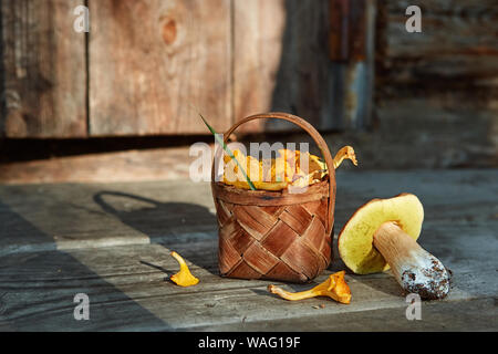 Chanterelles champignons recueillis dans un panier fait main. Panier d'écorce de lime avec champignons, debout sur un vieux fond de bois Banque D'Images