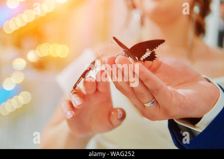 Papillons exotiques. Beaux papillons vivants s'asseoir sur les mains des mariés. Reçu en cadeau à la fête de mariage. Banque D'Images