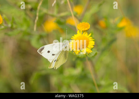 Une grande femelle papillon blanc, Pieris brassicae sur une journée ensoleillée en août se nourrissant de vergerette, pulicaria dysenterica commun. Nord du Dorset England UK G Banque D'Images