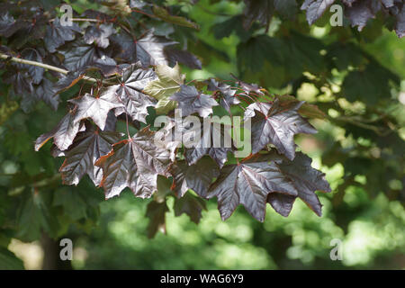 Acer platanoides 'Crimson King' à Clyne gardens, Swansea, Pays de Galles, Royaume-Uni. Banque D'Images