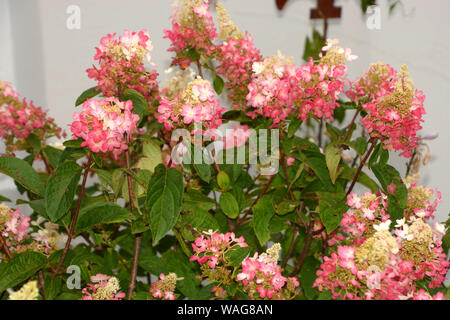 Hydrangea paniculata pinky winky avec bush blanc rose fleurs, pinky winky en fleur Banque D'Images