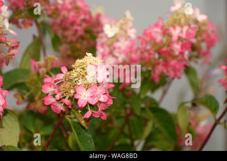 Pinky winky hortensia, Hydrangea paniculata pinky winky avec fleurs blanc rose bush Banque D'Images