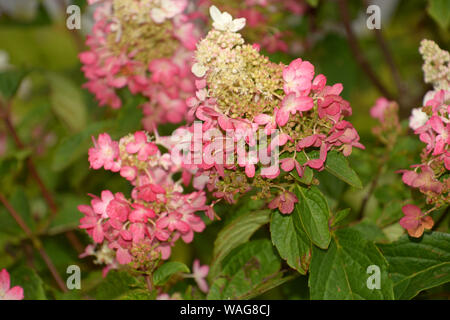 Bush d'hydrangea pinky winky fleurs dans un jardin, l'hydrangea pinky winky Banque D'Images