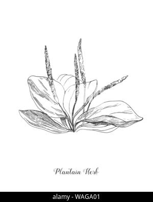 Le plantain. Illustration botanique. Champ sauvages de plantes médicinales fleur. Sketch.contour dessiné à la main, d'illustration vectorielle pour éléments floraux isolés Illustration de Vecteur