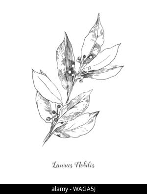 Vector illustration botanique des Leafs Laurus nobilis. Élément d'illustration isolé. Gravée en noir et blanc L'art de l'encre pour la direction du vecteur Illustration de Vecteur