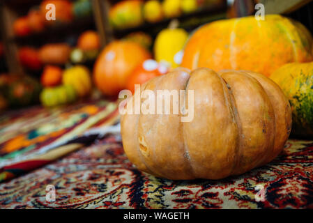 Citrouilles jaune sur l'automne. Banque D'Images