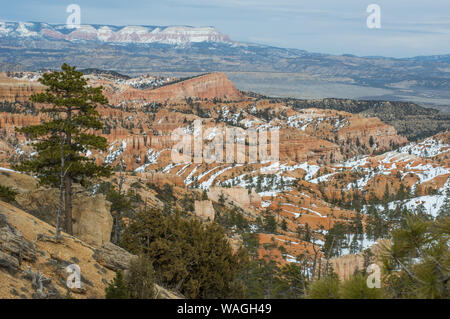 Bryce Canyon au printemps - vue générale. Châssis d'avant-plan par le vert des pins, falaises ocre rouge / canyon en partie couverte par la neige blanche. En zone de montagne Banque D'Images