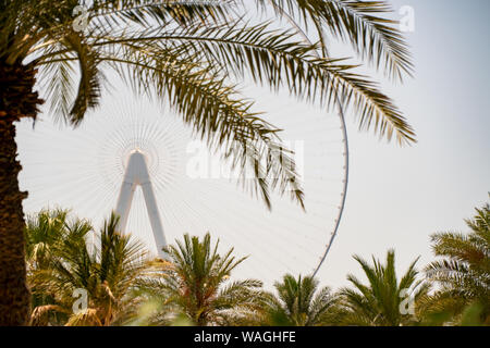 Dubai Eye Ferris roue sur Bluewaters vu de l'île de Jumeirah Beach Residence entre palmiers le long d'une journée claire Banque D'Images