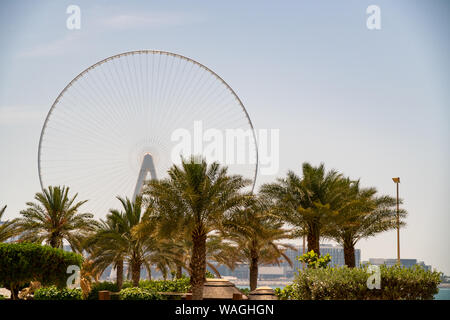 Dubai Eye Ferris roue sur Bluewaters vu de l'île de Jumeirah Beach Residence entre palmiers le long d'une journée claire Banque D'Images