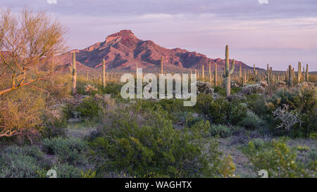 Près de sunset en désert de l'Arizona. Formation de roche rouge énorme en arrière-plan, un grand nombre de cactus en premier plan. Éclairé par le soleil bas Banque D'Images