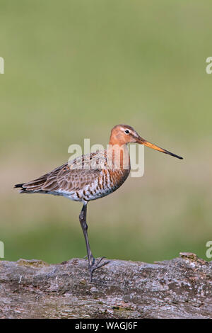 Barge à queue noire (Limosa limosa), mâle, perché sur une clôture en bois dans le champ au printemps Banque D'Images