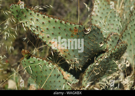 Le figuier de Barbarie (Opuntia côtières littoralis) dans les montagnes de Santa Monica Banque D'Images