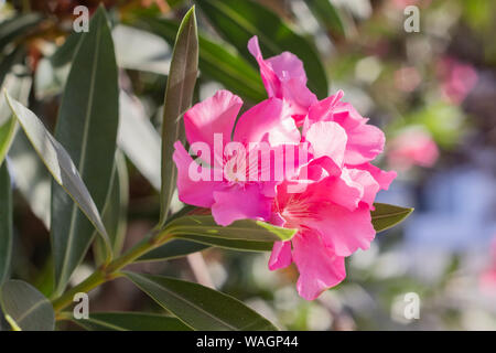 Nerium oleander rose fleurs close-up Banque D'Images