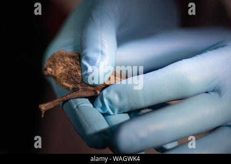 Les chercheurs de la faune collectent soigneusement les données d'une chauve-souris capturée via un réseau de brume, en Californie du Nord. Banque D'Images
