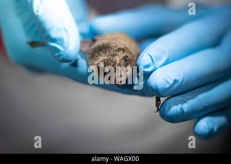 Les chercheurs de la faune collectent soigneusement les données d'une chauve-souris capturée via un réseau de brume, en Californie du Nord. Banque D'Images