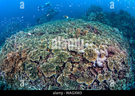 Scuba Diver explore les récifs coralliens qui entourent l'archipel des Spratlys en mer de Chine du Sud. Banque D'Images