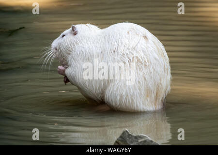 Large White ou ragondin ragondin se trouve dans un étang peu profond ...
