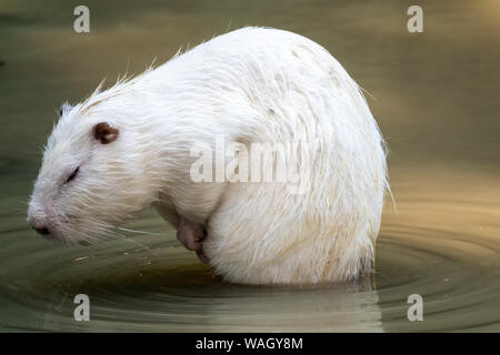 Large White ou ragondin ragondin se trouve dans un étang peu profond ...