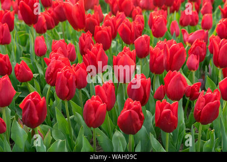 Champs de tulipes rouges qui fleurissent. Champ de tulipes. Champ avec des tulipes rouges. Banque D'Images