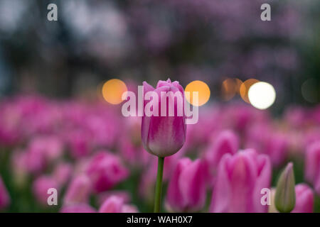 Les champs dans lesquels la floraison des tulipes roses et mauves. Champ de tulipes. Champ avec des tulipes roses et mauves. Banque D'Images