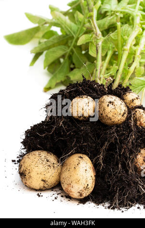 D'abord la pelle tubercules de pommes de terre the earlies isolated on white Banque D'Images