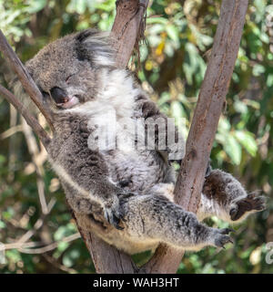 Koala à dormir dans un arbre Banque D'Images