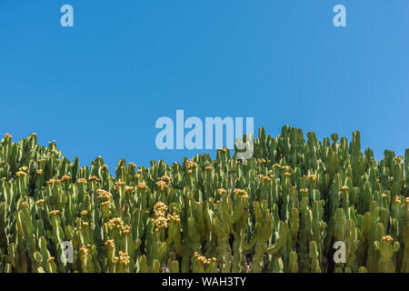 Un mur de cactus sur une chaude journée d'été Banque D'Images