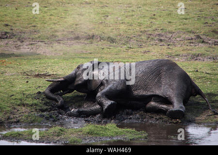 L'éléphant au parc national de Chobe est roulant dans la boue Banque D'Images