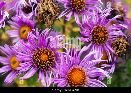 Nouvelle-Angleterre Aster 'Purple Dome' Michaelmas pâqueries Banque D'Images