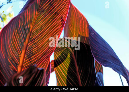 Feuilles de Canna lillies Phasion rétroéclairé plantes avec du soleil mettant en évidence la structure et la couleur des feuilles en été juillet Londres Angleterre Royaume-uni KATHY DEWITT Banque D'Images