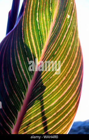 Feuilles de Canna Phasion plantes lily d'un rétro-éclairage par sunshine mettant en évidence la structure et la couleur des feuilles en été juillet Londres Angleterre Royaume-uni KATHY DEWITT Banque D'Images