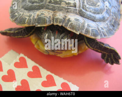 Tortue avec coeur lsd macro fond papiers fine art Banque D'Images