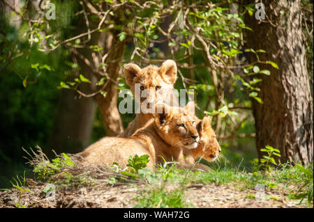 Tourné de trois lionceaux à Port Lympne Réserver Banque D'Images