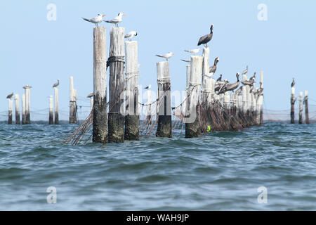 Les pélicans et les mouettes au-dessus des poteaux dans la baie de Chesapeake à Virginia Beach, États-Unis Banque D'Images