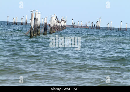 Les pélicans et les mouettes au-dessus des poteaux dans la baie de Chesapeake à Virginia Beach, États-Unis Banque D'Images