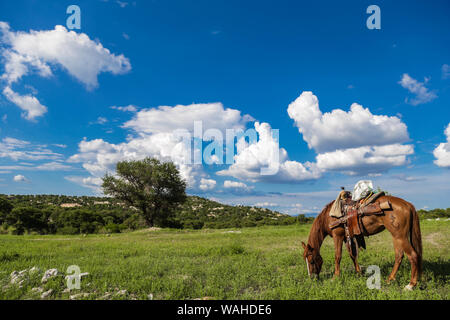 Un cheval avec un cheval broute dans le champ d'un jour. Paysage de nuages et ciel bleu de Rancho El Llano, la Sierra Los Locos, municipalité de San Felipe de Jesús, Sonora, Mexique et Aconchi Sonora, au cours de l'expédition Discovery Madrean (MDE) de l'GreaterGood.org MDE organisation. (Photo : Luisgutierrez NortePhoto.com) / un caballo con montura pasta en el campo durante un dia. Paisaje de nubes y cielo azul en El Rancho El Llano, la Sierra Los Locos, municipio de San Felipe de Jesús, Sonora, México y Aconchi Sonora, durante las Expedición Madrean Découverte (MDE) de la organización GreaterGood.org Banque D'Images