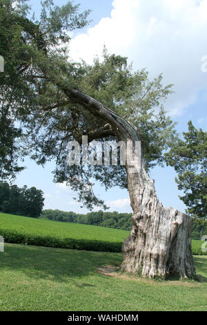 Tronc d'arbre très ancien en Virginie, USA Banque D'Images