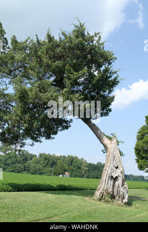 Tronc d'arbre très ancien en Virginie, USA Banque D'Images