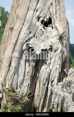 Tronc d'arbre très ancien en Virginie, USA Banque D'Images