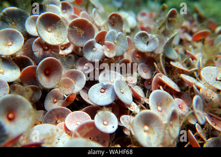 Acetabularia mediterranea - Les algues de la mer Méditerranée Banque D'Images