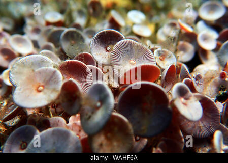 Acetabularia mediterranea - Les algues de la mer Méditerranée Banque D'Images