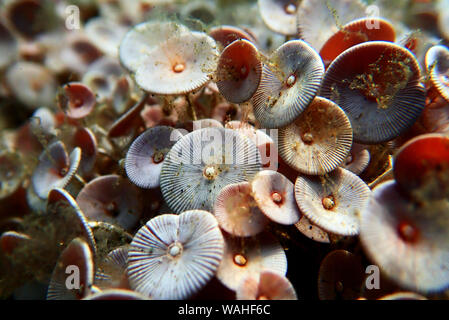 Acetabularia mediterranea - Les algues de la mer Méditerranée Banque D'Images