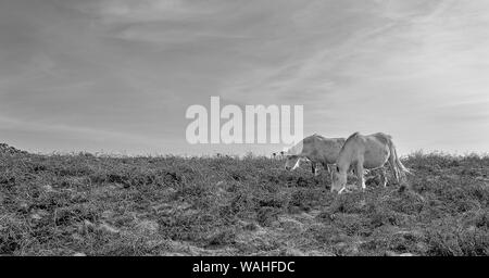 Poneys Welsh sauvage paissant sur la péninsule de Gower, au Pays de Galles : image en noir et blanc Banque D'Images