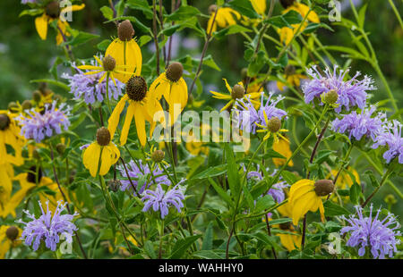 Grayhead Coneflower, à tête grise (Ratibida pinnata), et la monarde fistuleuse (Monarda fistulosa),Prairies, Midwest des États-Unis, par Bruce Mon Banque D'Images