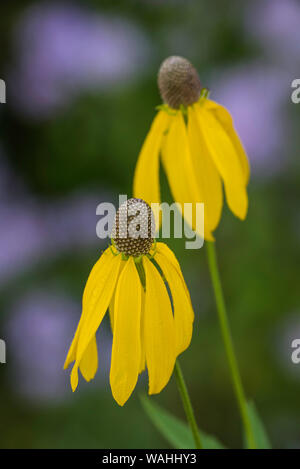 Grayhead Coneflower, à tête grise (Ratibida pinnata), et la monarde fistuleuse (Monarda fistulosa),Prairies, Midwest des États-Unis, par Bruce Mon Banque D'Images